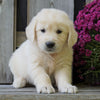 AKC Registered English Cream Golden Retriever For Sale Fredericksburg, OH Male - Benji *Genetic Tested*