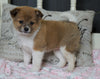 Pomeranian Mix For Sale Holmesville, OH Female- Faith