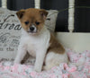 Pomeranian Mix For Sale Holmesville, OH Male- Milo