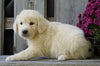 AKC Registered English Cream Golden Retriever For Sale Fredericksburg, OH Male - Benji *Genetic Tested*