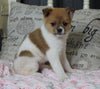 Pomeranian Mix For Sale Holmesville, OH Male- Milo