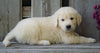 AKC Registered English Cream Golden Retriever For Sale Fredericksburg, OH Male - Benji *Genetic Tested*