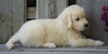 AKC Registered English Cream Golden Retriever For Sale Fredericksburg, OH Male - Benji *Genetic Tested*