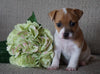 Jack Russell Terrier For Sale Applecreek, OH Female- Skye