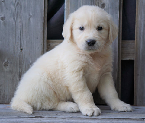 AKC Registered English Cream Golden Retriever For Sale Fredericksburg, OH Male - Benji *Genetic Tested*