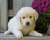 AKC Registered English Cream Golden Retriever For Sale Fredericksburg, OH Male - Birch -Genetic Tested