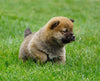 AKC Registered Shiba Inu For Sale Dundee, OH Male- Clifford