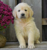 AKC Registered English Cream Golden Retriever For Sale Fredericksburg, OH Male - Bingo -Genetic Tested
