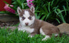 AKC Registered Siberian Husky For Sale Millersburg, OH Female- Roxy