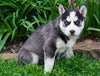 AKC Registered Siberian Husky For Sale Millersburg, OH Female- Cora
