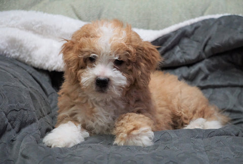 Mini Bernedoodle For Sale Millersburg, OH Male - Winston