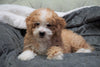 Mini Bernedoodle For Sale Millersburg, OH Male - Winston