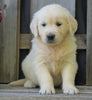 AKC Registered English Cream Golden Retriever For Sale Fredericksburg, OH Male - Braxton -Genetic Tested