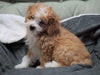 Mini Bernedoodle For Sale Millersburg, OH Male - Winston