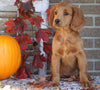 Medium F1B Goldendoodle For Sale Millersburg, OH Female- Klare