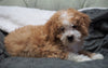 Mini Bernedoodle For Sale Millersburg, OH Male - Winston