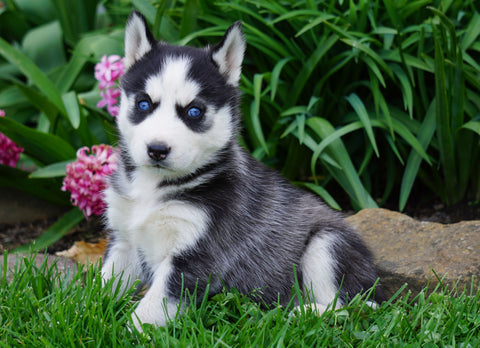 AKC Registered Siberian Husky For Sale Millersburg, OH Female- Rayne
