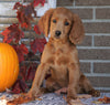 Medium F1B Goldendoodle For Sale Millersburg, OH Female- Klare