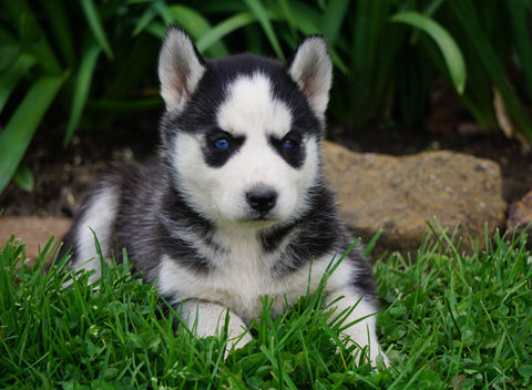 AKC Registered Siberian Husky For Sale Millersburg, OH Female- Bonnie