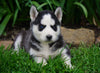 AKC Registered Siberian Husky For Sale Millersburg, OH Female- Bonnie