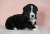 Australian Shepherd For Sale Baltic, OH Male- Bruno *Blue Eyes*
