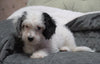 Mini Bernedoodle For Sale Millersburg, OH Female - Sophia