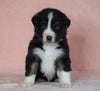 Australian Shepherd For Sale Baltic, OH Male- Bruno *Blue Eyes*