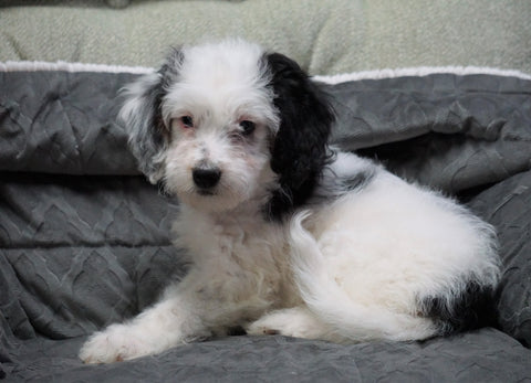 Mini Bernedoodle For Sale Millersburg, OH Female - Sophia