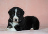 Australian Shepherd For Sale Baltic, OH Male- Bruno *Blue Eyes*