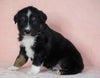 Australian Shepherd For Sale Baltic, OH Male- Tommy