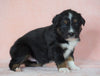 Australian Shepherd For Sale Baltic, OH Male- Tommy