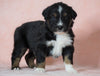 Australian Shepherd For Sale Baltic, OH Male- Tommy