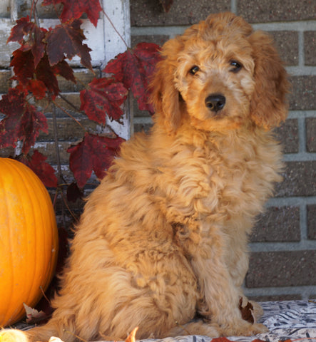 Medium F1B Goldendoodle For Sale Millersburg, OH Female- Keena