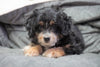 Mini Bernedoodle For Sale Millersburg, OH Male - Jasper
