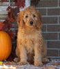 Medium F1B Goldendoodle For Sale Millersburg, OH Female- Keena