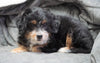 Mini Bernedoodle For Sale Millersburg, OH Male - Jasper