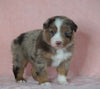 Australian Shepherd For Sale Baltic, OH Male- Chipper *Blue Eyes*