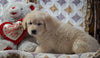 AKC Registered Golden Retriever For Sale Fredericksburg, OH Male - Alex