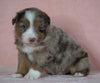 Australian Shepherd For Sale Baltic, OH Male- Chipper *Blue Eyes*