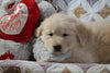 AKC Registered Golden Retriever For Sale Fredericksburg, OH Male - Alex