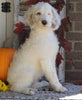 F1B Labradoodle For Sale Millersburg, OH Female- Twinkle