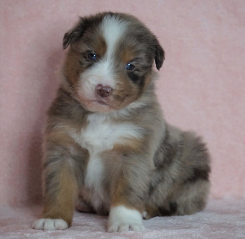 Australian Shepherd For Sale Baltic, OH Male- Chipper *Blue Eyes*