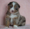 Australian Shepherd For Sale Baltic, OH Male- Chipper *Blue Eyes*