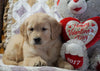 AKC Golden Retriever For Sale Fredericksburg, OH Male - Duke