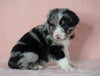 Australian Shepherd For Sale Baltic, OH Male- Jimmy