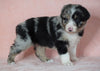 Australian Shepherd For Sale Baltic, OH Male- Jimmy