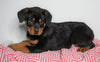 AKC Registered Rottweiler For Sale Sugarcreek, OH Female - Bella