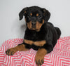 AKC Registered Rottweiler For Sale Sugarcreek, OH Female - Bella