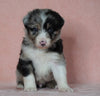 Australian Shepherd For Sale Baltic, OH Male- Jimmy