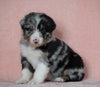 Australian Shepherd For Sale Baltic, OH Male- Jimmy